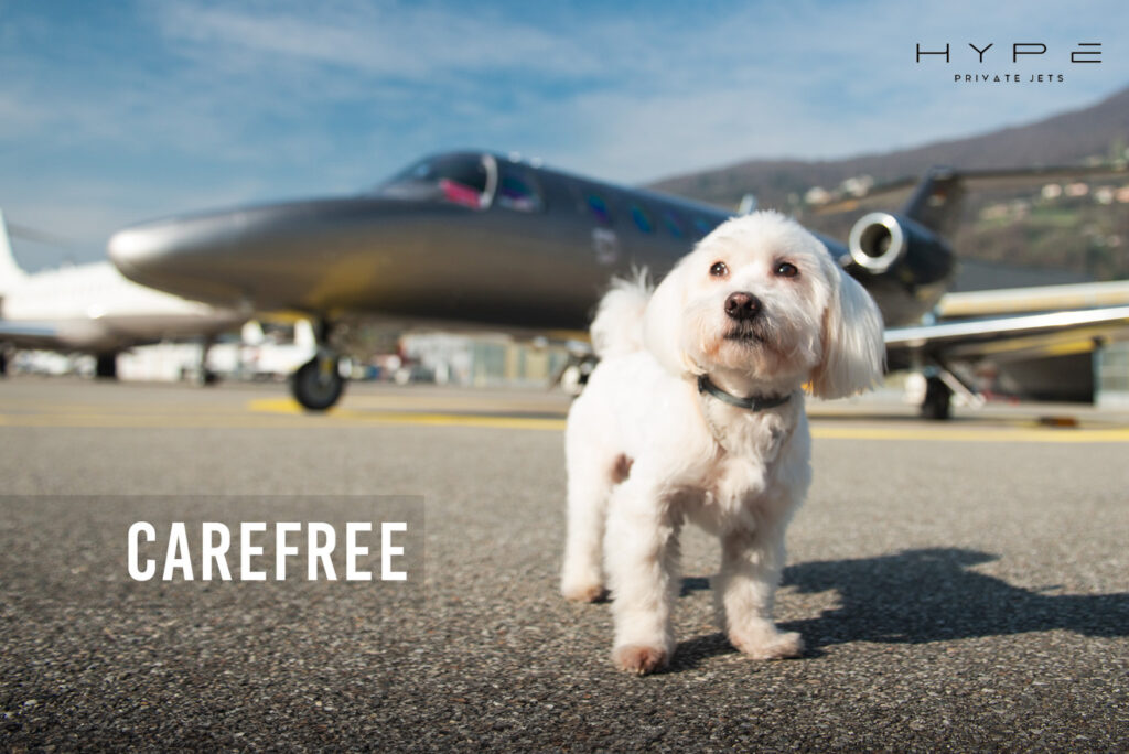 Pet Friendly Flight Private Jet Dog